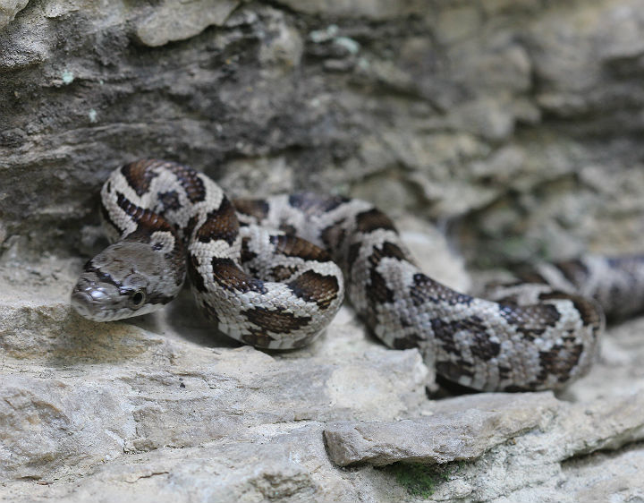Black Rat Snake